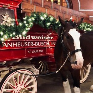 Meet your Posher, Brigid